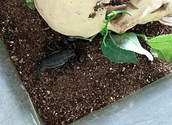Волгоградка решила избавиться от 3-летнего черного скорпиона