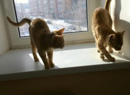 В Волгограде ищут новый дом двум рыжим котятам, зимующим в подъезде