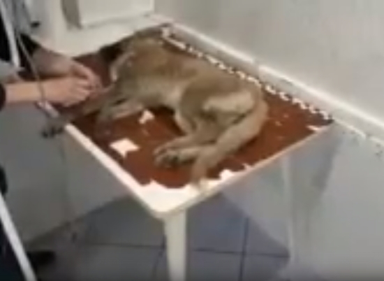 В Волгограде отравленную собаку бросили умирать в коробке на морозе