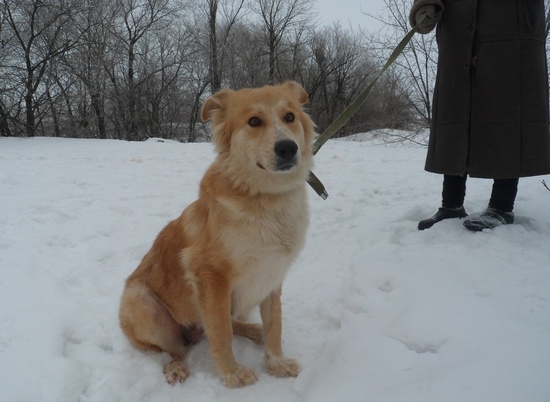 Собака-компаньон с любовью в глазах ищет новых хозяев в Волгограде