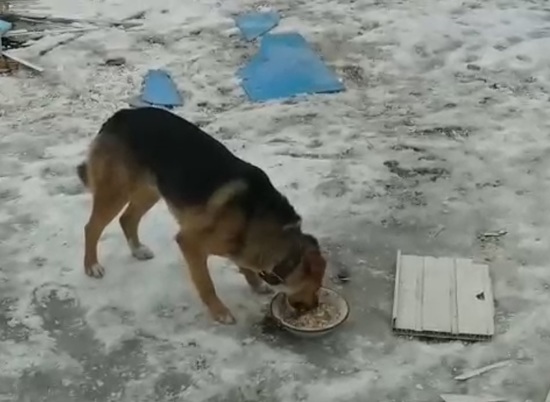 Брошенная сторожевая собака в Волгограде охраняет руины предприятия