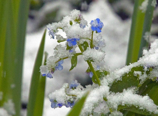 Волгоградскую область последний раз засыплет снегом
