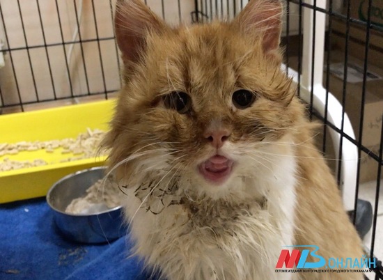 Волгоградские ветеринары борются за жизнь кошки со сросшейся челюстью