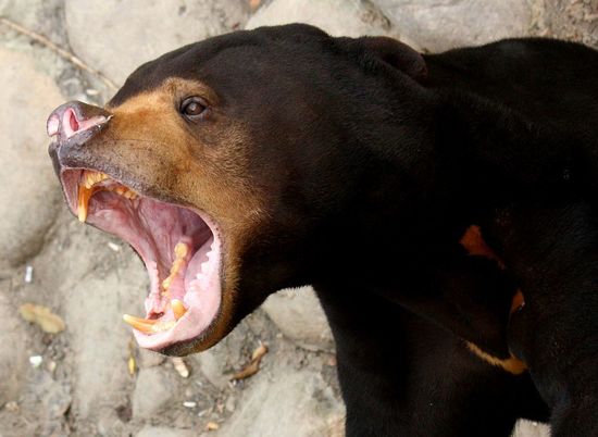Ученые выяснили, что малайские медведи способны корчить рожи