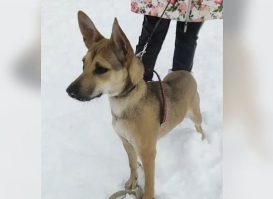 В Волгограде ищут хозяев для найденной в парке дружелюбной собаки