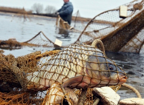 В Волгоградской области два браконьера наловили рыбы на 120 тысяч