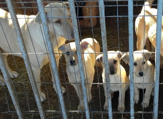 За год в волгоградском горпитомнике построят 35 вольеров для 200 собак