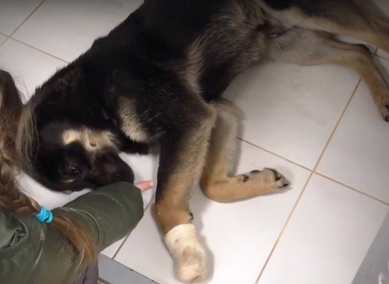 В Волгограде спасают уличного пса Леню с тяжелой травмой лапы