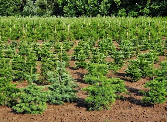 1,7 тысячи гектаров леса посадят в 26 районах Волгоградской области