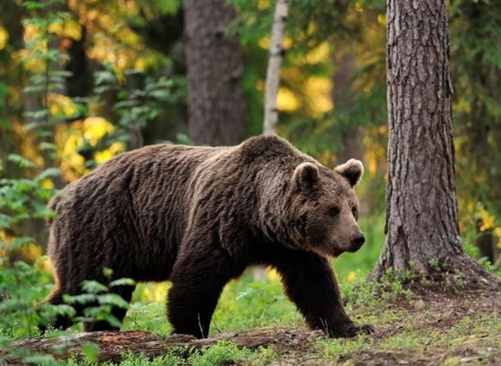 Под Волгоградом ищут сбежавшую от охотника медведицу