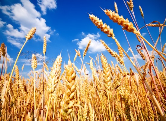 В Волгоградской области снизились цены на ячмень, пшеницу и овес