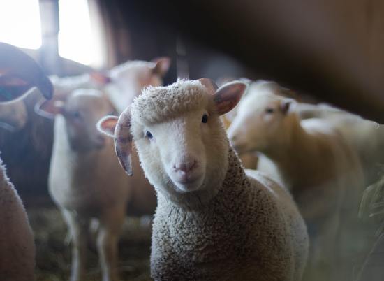 В Палласовском районе мужчина похитил 9 овец, чтобы съесть