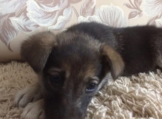 В Волгограде ищут дом для щенка, спасшегося из-под колес машины