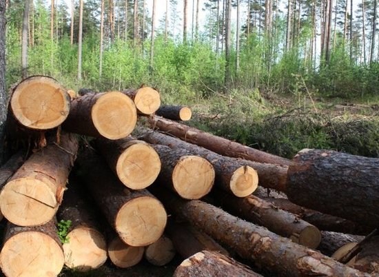 За крупную вырубку деревьев волгоградец заплатит 1,5 млн рублей