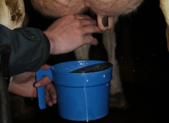 Почему лучше не пить молоко «из-под коровы»