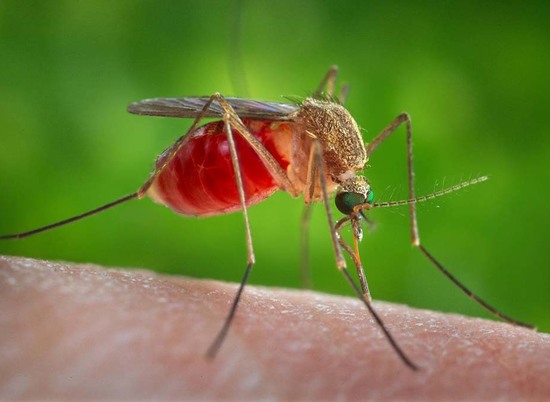 Волгоградцев предупреждают, какую кровь предпочитают комары