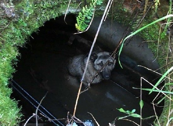 В Советском районе Волгограда собака провалилась в колодец канализации