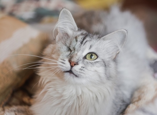 Без глаза, но с неугасаемой энергией: в Волгограде ищут дом белоснежной кошке