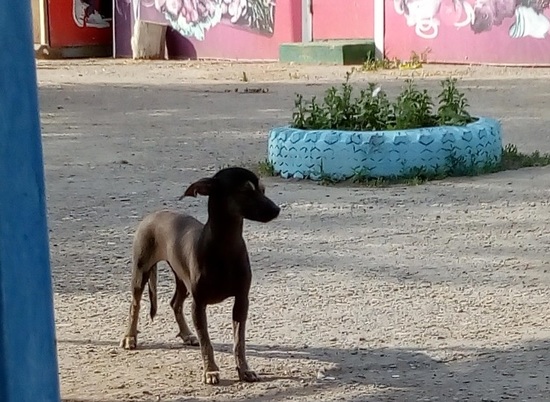 Выбросили из машины: волгоградцев призывают спасти собаку от смерти