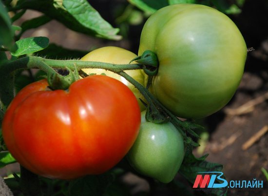 Волгоградские агрономы напомнили дачникам, каким овощам нужен тенек