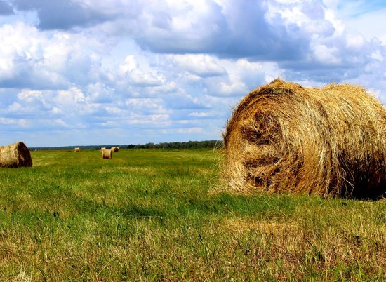 Волгоградские аграрии уже заготовили 50 тысяч тонн сена и трав