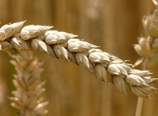 Конкурсный управляющий под Волгоградом украл 1200 тонн пшеницы