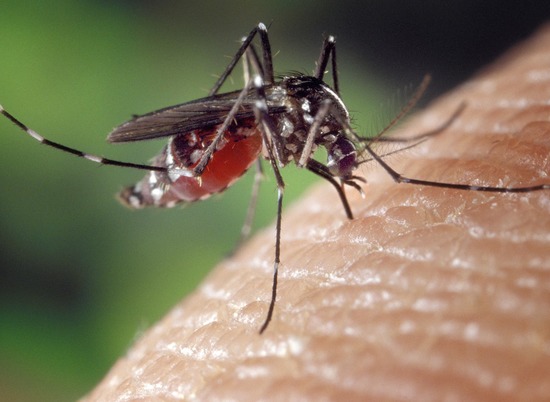 Волгоградцы узнали, как комар выбирает жертву