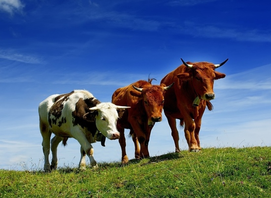Развитию животноводства в Кумылженском районе способствует господдержка