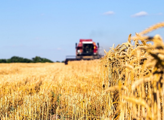 Волгоградские аграрии намолотили более 200 тысяч тонн зерна