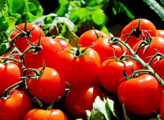 Кому противопоказаны помидоры: советы врачей