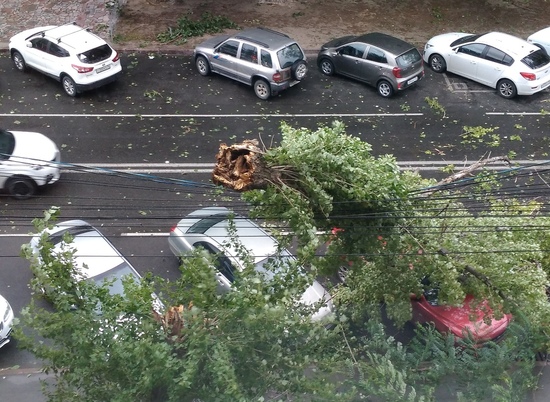 В Волгограде ураганный ветер повалил на проезжие части десятки деревьев