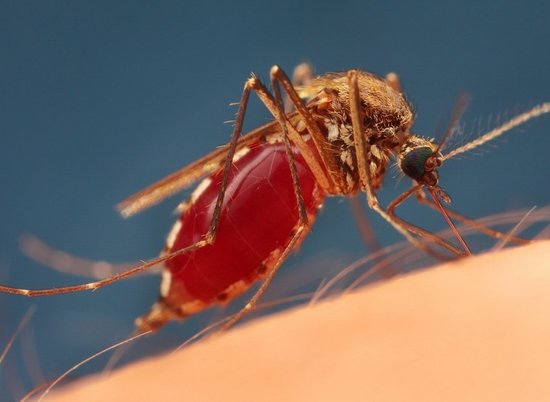 Волгоградцев предупреждают об угрозе смертельных болезней из-за комаров