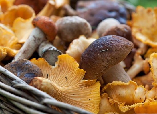 77 волгоградцев отравилось грибами с начала апреля