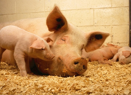 Очаг африканской чумы свиней ликвидировали в Волгоградской области