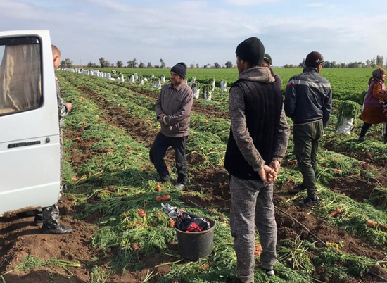 Под Волгоградом на полях с морковью задержали 70 «нелегалов» из Азии