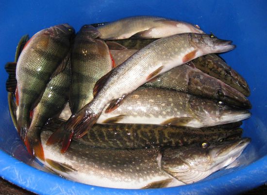 Эустронгилидоз: врачи рекомендуют отказаться от рыбы из Астрахани