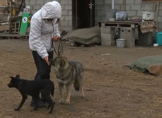 Волгоградские депутаты предлагают стерилизовать домашних собак и кошек