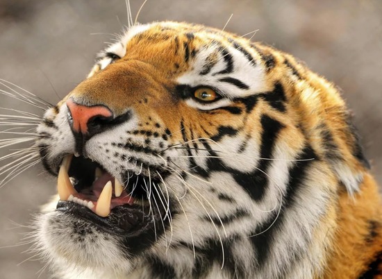 Тигрица из зоопарка в Нью-Йорке заразилась коронавирусом