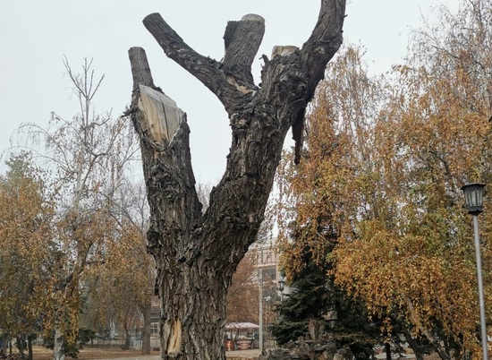 Старое дерево в Комсомольском саду превратят в арт-объект