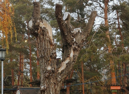 В Комсомольском саду приступили к санитарной рубке деревьев