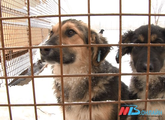 В Волгоградской области появятся дополнительные места в приютах для бездомных собак