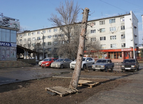 В центре Волжского неизвестные спилили ветви многолетней ели