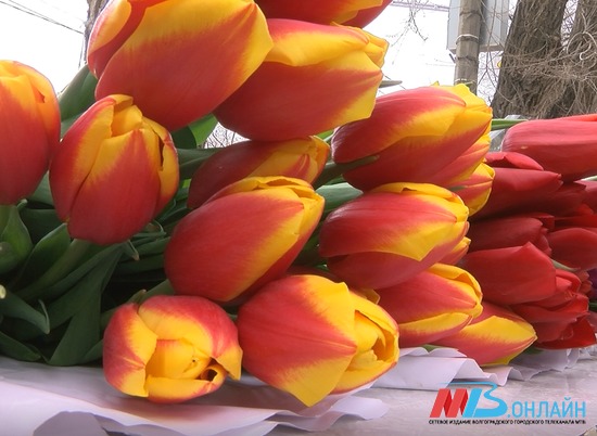 Цветочные рынки Волгограда проверили на наличие краснокнижных первоцветов