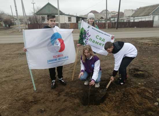 В Волгоградской области высадят 600 тыс. деревьев в ходе акции «Сад памяти»