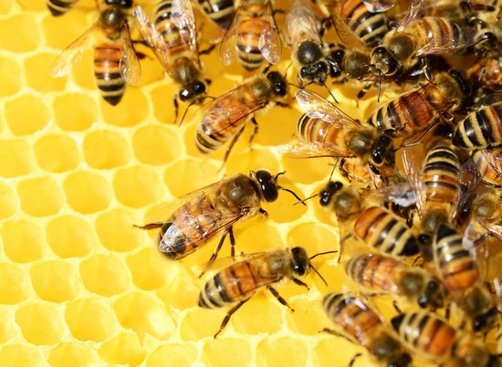 В Волгоградской области пчёл защитят от пестицидов и агрохимикатов
