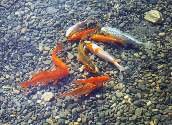 В пруд на набережной Волгограда после зимовки вернулись золотые рыбки