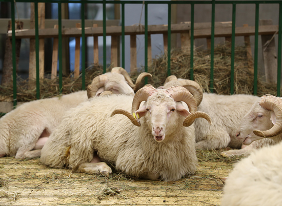 Волгоградские овцеводы представили свои достижения на российской выставке