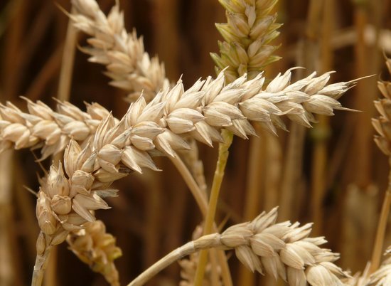 17-летнего работника фермы под Волгоградом насмерть засыпало пшеницей