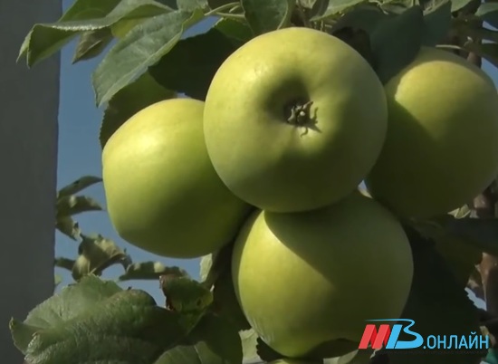 В Волгоградской области увеличивается площадь плодовых садов