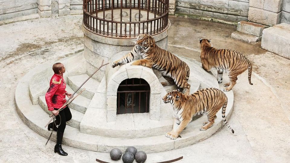 Тигры больше не будут сниматься в культовом шоу «Форт Боярд»